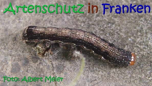 Copyright AiS Albert Meier Bild zum Eintrag (66819-160)
