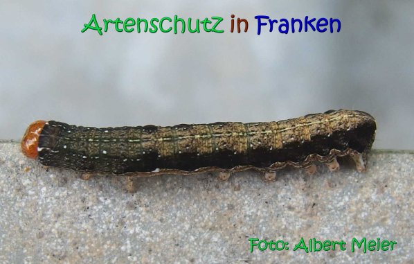 Copyright AiS Albert Meier Bild zum Eintrag (66820-160)