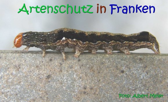 Copyright AiS Albert Meier Bild zum Eintrag (66821-160)