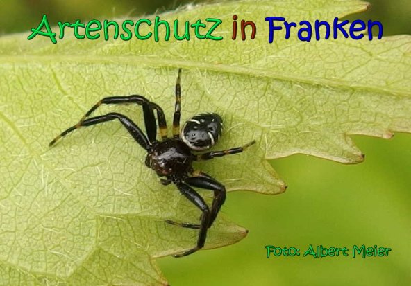 Copyright AiS Albert Meier Bild zum Eintrag (66865-160)