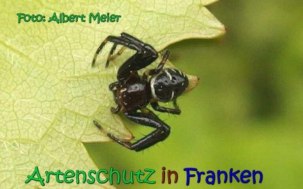 Copyright AiS Albert Meier Bild zum Eintrag (66866-160)