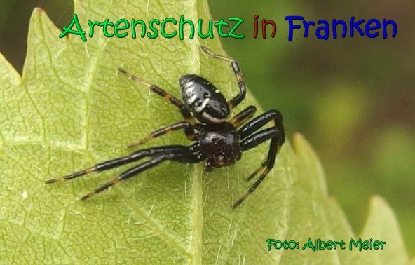 Copyright AiS Albert Meier Bild zum Eintrag (66867-160)