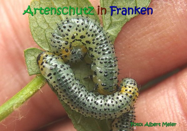 Copyright AiS Albert Meier Bild zum Eintrag (66874-160)