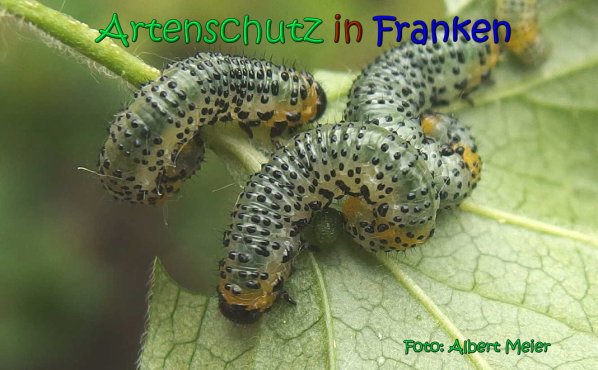 Copyright AiS Albert Meier Bild zum Eintrag (66875-160)