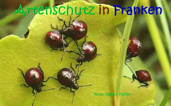 Copyright AiS Albert Meier Bild zum Eintrag (66980-160)