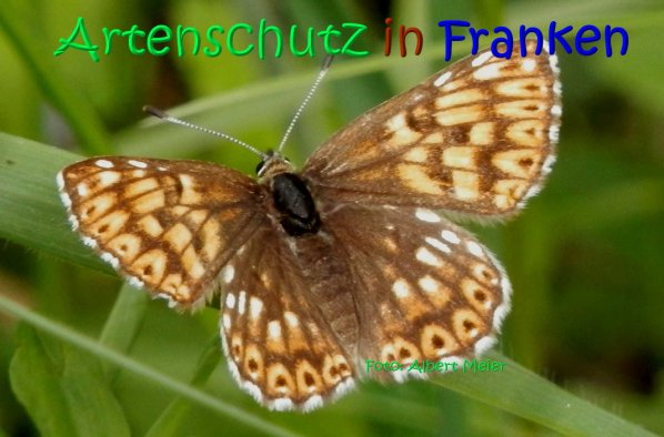Copyright AiS Albert Meier Bild zum Eintrag (66990-160)