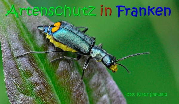 Copyright AiS Klaus Sanwald Bild zum Eintrag (66996-160)