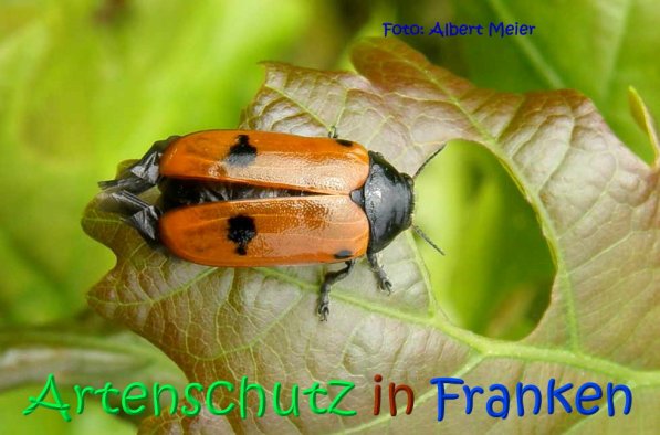 Copyright AiS Albert Meier Bild zum Eintrag (67023-160)