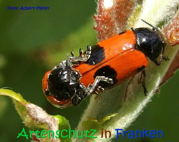 Copyright AiS Albert Meier Bild zum Eintrag (67024-160)