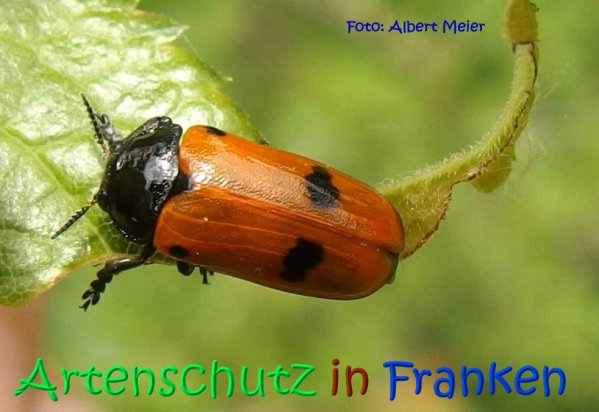 Copyright AiS Albert Meier Bild zum Eintrag (67028-160)
