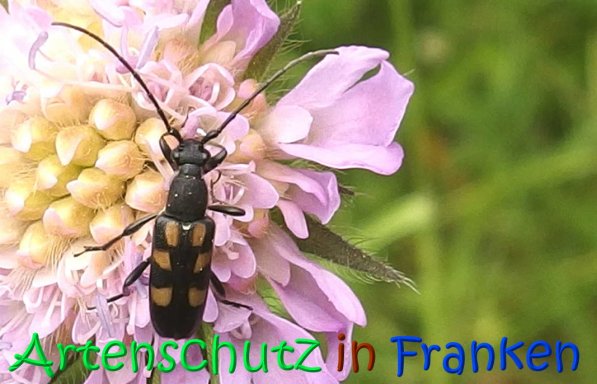 Bild zum Eintrag (67122-160)