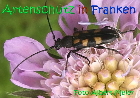 Bild zum Eintrag (67123-160)