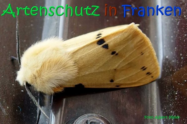 Copyright AiS Albert Meier Bild zum Eintrag (67126-160)