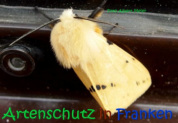 Copyright AiS Albert Meier Bild zum Eintrag (67127-160)
