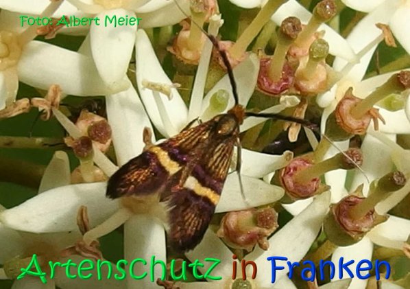 Copyright AiS Albert Meier Bild zum Eintrag (67134-160)