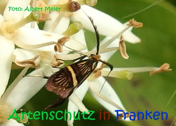 Copyright AiS Albert Meier Bild zum Eintrag (67135-160)