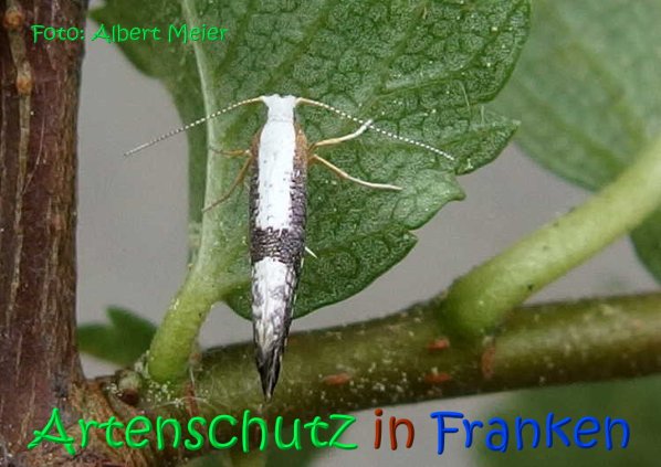 Copyright AiS Albert Meier Bild zum Eintrag (67139-160)