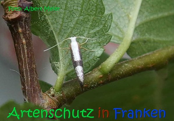 Copyright AiS Albert Meier Bild zum Eintrag (67140-160)