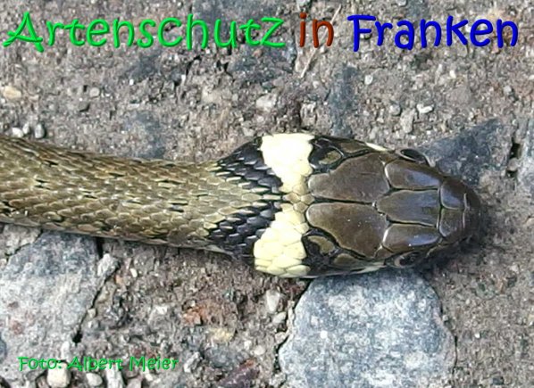 Copyright AiS Albert Meier Bild zum Eintrag (67162-160)
