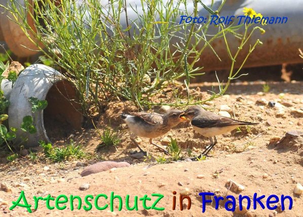 Copyright AiS Rolf Thiemann Bild zum Eintrag (67174-160)