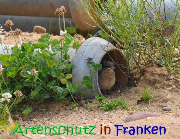 Copyright AiS Rolf Thiemann Bild zum Eintrag (67175-160)