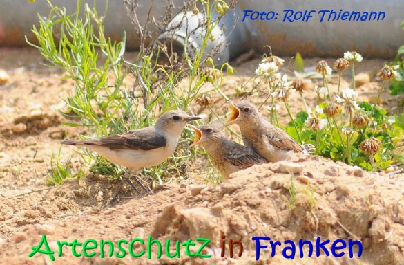 Copyright AiS Rolf Thiemann Bild zum Eintrag (67176-160)