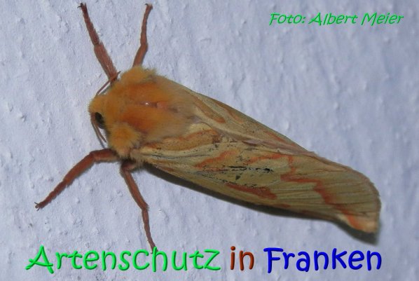Copyright AiS Albert Meier Bild zum Eintrag (67181-160)