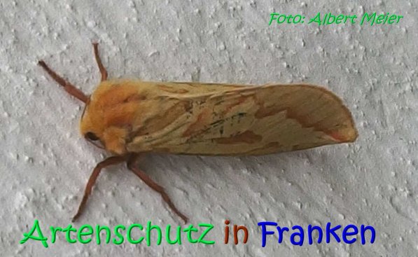 Copyright AiS Albert Meier Bild zum Eintrag (67182-160)