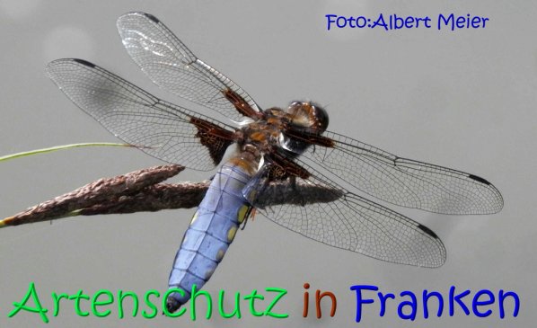 Copyright AiS Albert Meier Bild zum Eintrag (67194-160)