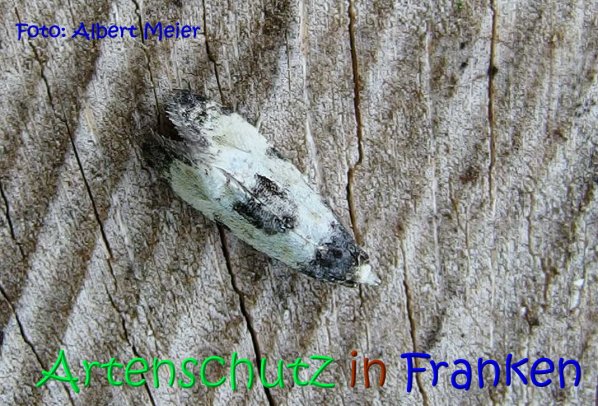 Copyright AiS Albert Meier Bild zum Eintrag (67203-160)