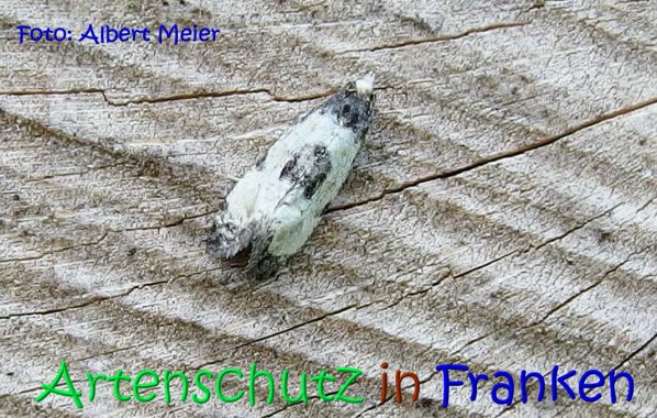 Copyright AiS Albert Meier Bild zum Eintrag (67204-160)