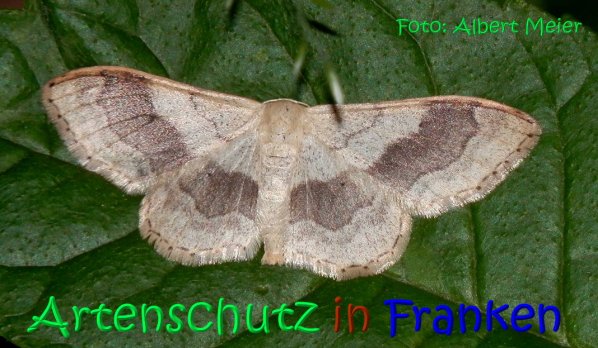 Copyright AiS Albert Meier Bild zum Eintrag (67238-160)