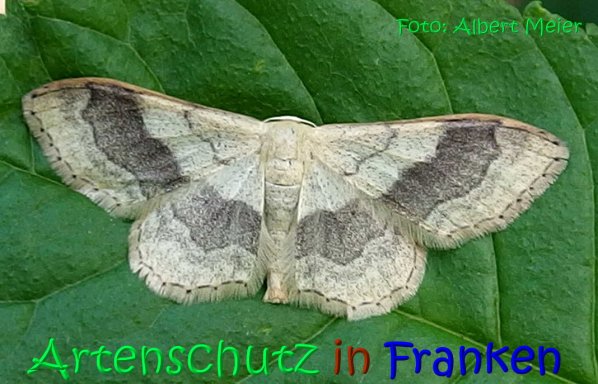 Copyright AiS Albert Meier Bild zum Eintrag (67239-160)