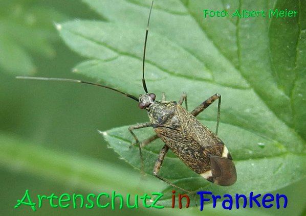 Copyright AiS Albert Meier Bild zum Eintrag (67241-160)