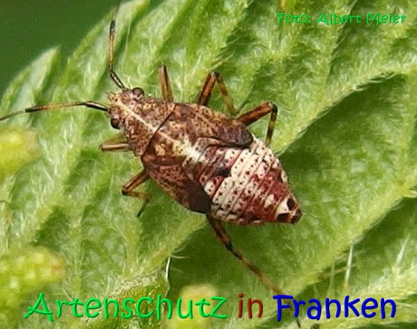 Bild zum Eintrag (67244-160)