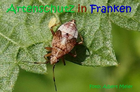 Copyright AiS Albert Meier Bild zum Eintrag (67245-160)