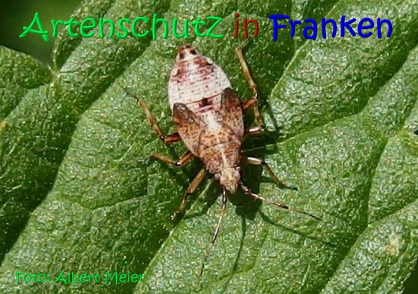 Copyright AiS Albert Meier Bild zum Eintrag (67246-160)