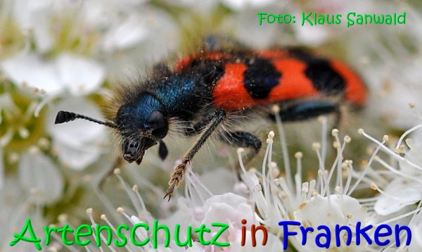 Copyright AiS Klaus Sanwald Bild zum Eintrag (67256-160)