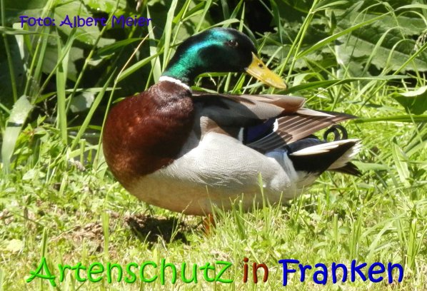 Copyright AiS Albert Meier Bild zum Eintrag (67309-160)