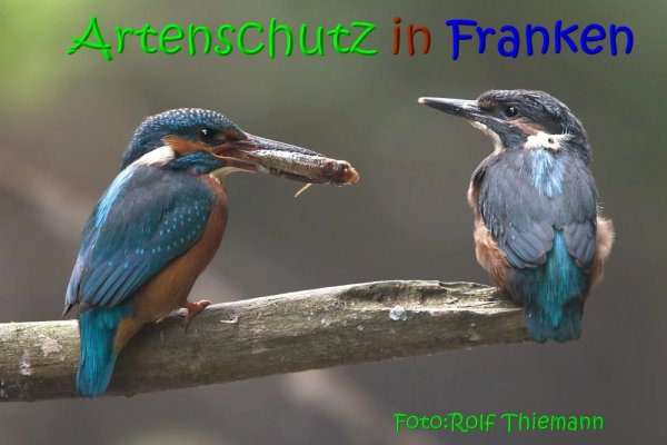 Copyright AiS Rolf Thiemann Bild zum Eintrag (67355-160)