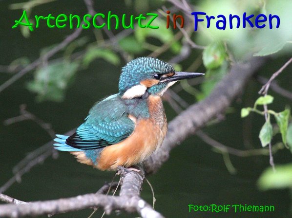 Copyright AiS Rolf Thiemann Bild zum Eintrag (67356-160)