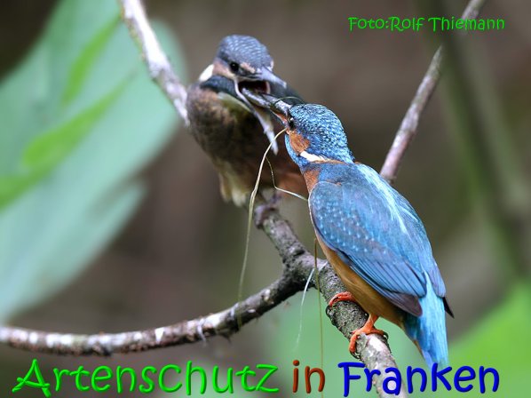Copyright AiS Rolf Thiemann Bild zum Eintrag (67358-160)