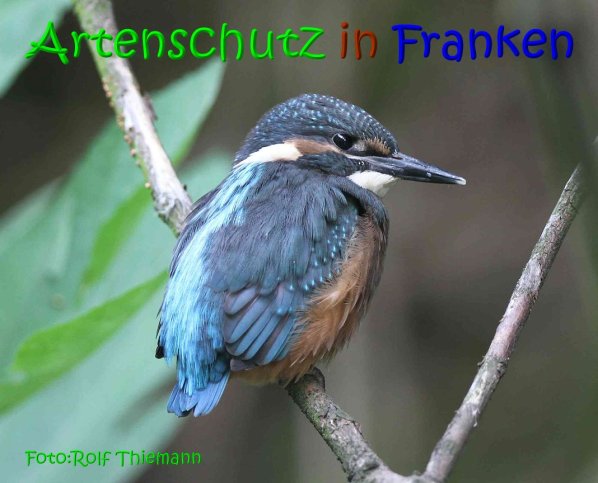 Copyright AiS Rolf Thiemann Bild zum Eintrag (67359-160)