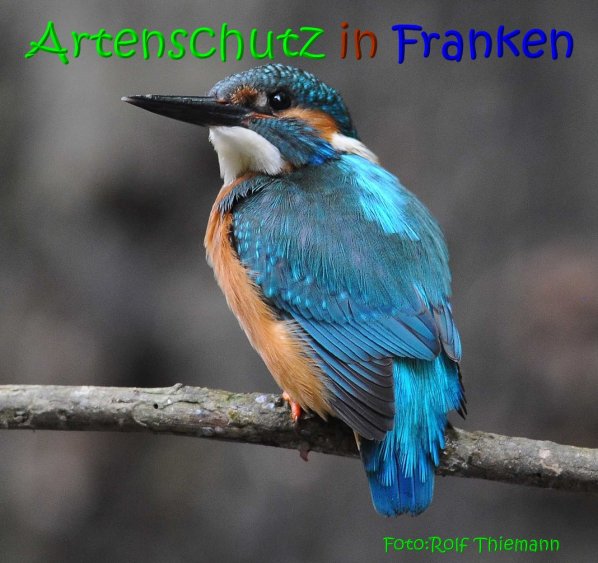 Copyright AiS Rolf Thiemann Bild zum Eintrag (67360-160)