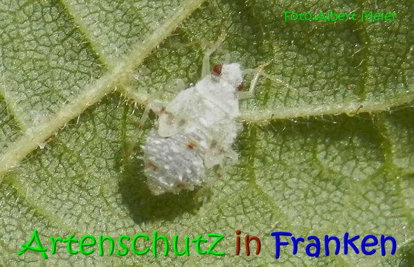 Copyright AiS Albert Meier Bild zum Eintrag (67371-160)