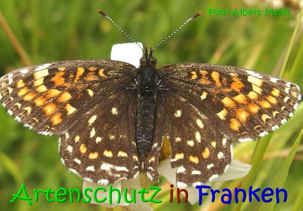 Copyright AiS Albert Meier Bild zum Eintrag (67375-160)