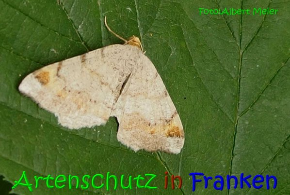 Copyright AiS Albert Meier Bild zum Eintrag (67382-160)