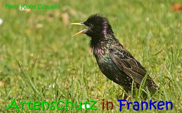 Copyright AiS Klaus Sanwald Bild zum Eintrag (67392-160)