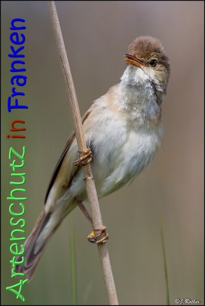 Copyright AiS Johannes Rother Bild zum Eintrag (67438-160)
