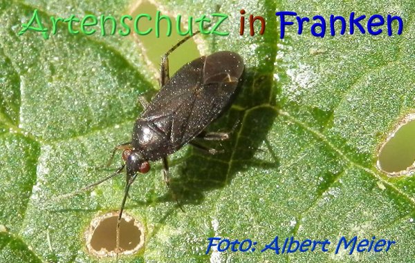 Copyright AiS Albert Meier Bild zum Eintrag (67477-160)